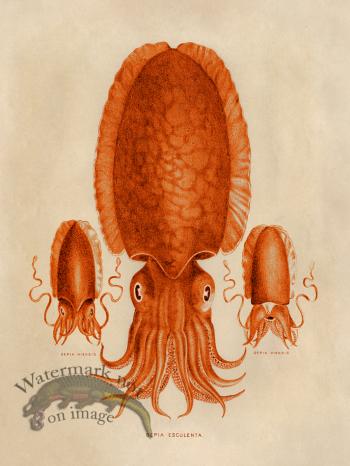 Octopus Orange 04